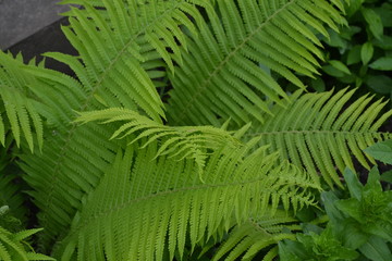 Gardening. Home garden, flower bed. House, field, farm. Green leaves, bushes. Decoration flower beds, beautiful curls. Fern. Polypodiophyta. Fern Leaf - Frond