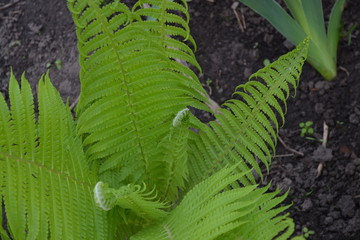 Decoration flower beds, beautiful curls. Fern. Polypodiophyta. Fern Leaf - Frond. Gardening. Green