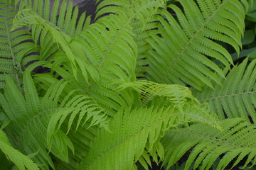 Decoration flower beds, beautiful curls. Fern. Polypodiophyta. Fern Leaf - Frond. Gardening. Home garden, flower bed. House, field, farm, village. Green leaves, bushes