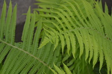 Decoration flower beds. Fern. Polypodiophyta. Fern Leaf - Frond. Gardening