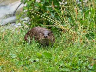 Eurasian otter (Lutra lutra) on a grass bank