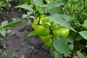 Gardening. Home garden, flower bed. Green leaves. Pepper Caps. Capsicum annuum. Agricultural vegetables. Annual herbaceous plant. Green fruits