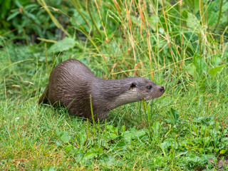Eurasian otter (Lutra lutra) on a grass bank