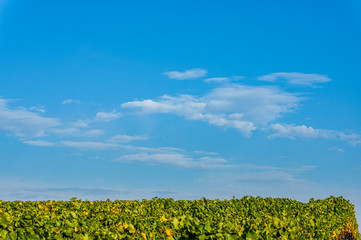 Weinberge und Landschaft in Unterfranken im Herbst mit bunten Blättern in typischen Herbstfarben nach der Weinlese bei Sonnenschein, blauer Himmel, kleine weiße Schleierwolken nahe der Stadt Volkach