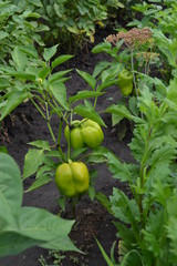 Gardening. Home garden, flower bed. House, field, farm. Green leaves, bushes. Pepper Caps. Capsicum annuum. Agricultural vegetables. Annual herbaceous plant. Green fruits