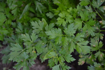 Gardening.  Parsley. Petroselinum crispum, biennial herb. Home garden, flower bed. Green leaves, bushes. Popular cooking seasoning