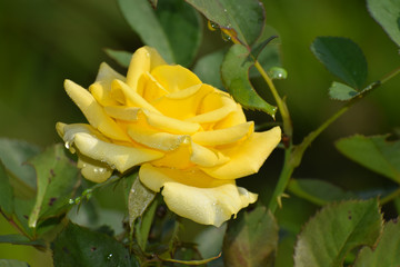  flowers in the garden