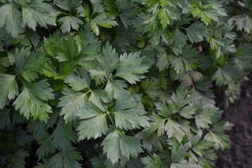 Gardening. Parsley. Petroselinum crispum. Popular cooking seasoning