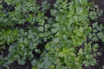 Green leaves, bushes. Gardening. Home garden, flower bed. House, field, farm. Parsley. Petroselinum crispum, biennial herb. Popular cooking seasoning