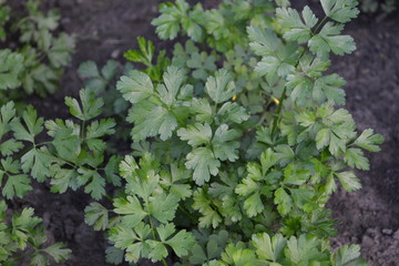 Green leaves, bushes. Gardening. Home garden, flower bed. House. Parsley. Petroselinum crispum, biennial herb. Popular cooking seasoning