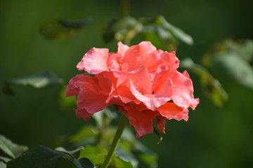  flowers in the garden
