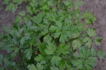 Home. Gardening. Natural. Parsley. Petroselinum crispum. Popular cooking seasoning