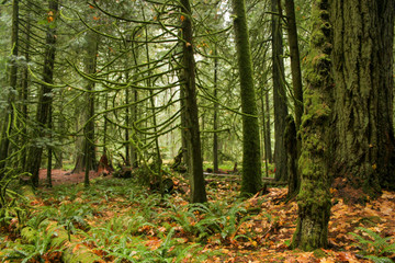 vancouver forest in the morning