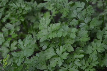 Home. Gardening. Home plants, products. Natural. Parsley. Petroselinum crispum, biennial herb. Popular cooking seasoning