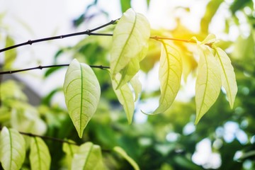 Tree branch over blurred green leaves background and the sun light.