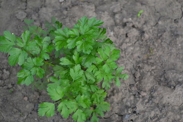 Natural. Home garden, flower bed. Green leaves. Gardening. Parsley. Petroselinum crispum, biennial herb. Popular cooking seasoning