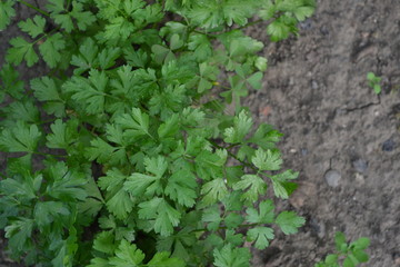 Natural. Home garden, flower bed. Green. Gardening. Parsley. Petroselinum crispum, biennial herb. Popular cooking seasoning
