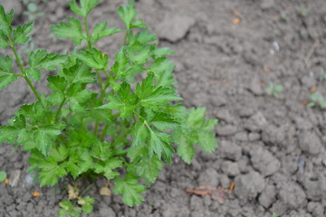 Natural. Home garden, flower bed. House, field. Green leaves, bushes. Gardening. Home plants, products. Parsley. Petroselinum crispum, biennial herb. Popular cooking seasoning