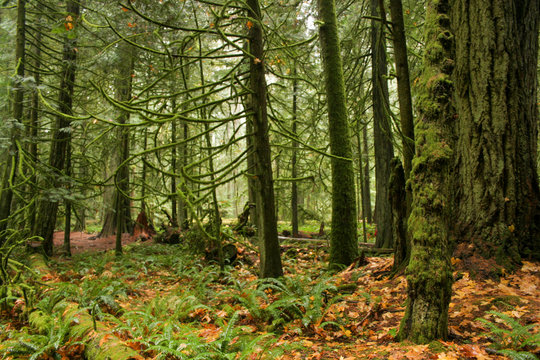 vancouver forest in the morning © Rob