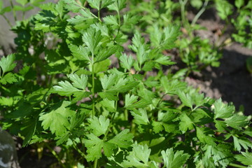 Parsley. Gardening. Home garden, flower bed. House. Green leaves, bushes. Petroselinum crispum, biennial herb. Popular cooking seasoning