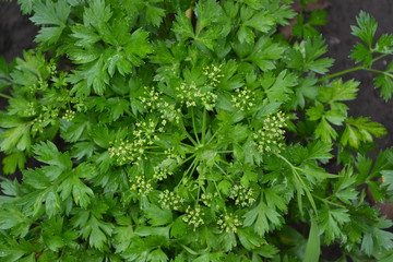 Parsley. Gardening. Home. Green leaves, bushes. Petroselinum crispum, biennial herb. Popular cooking seasoning
