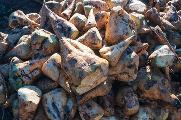 Raw beetroot, after harvest peeled and ready to be washed