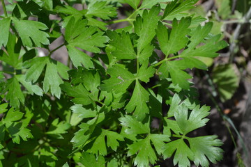 Parsley. Gardening. Petroselinum crispum, biennial herb. Popular cooking seasoning