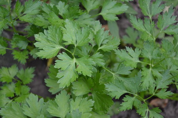Parsley. Petroselinum crispum, biennial. Popular cooking seasoning