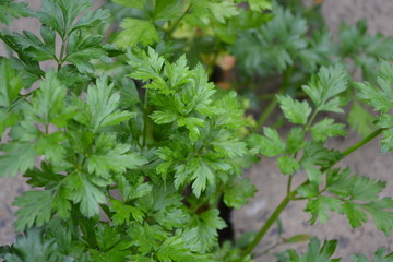 Parsley. Petroselinum crispum. Popular cooking seasoning