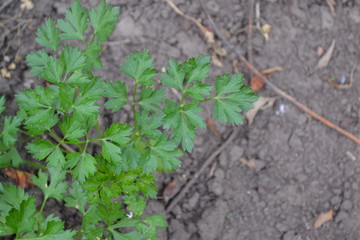 Popular cooking seasoning. Gardening. Home garden, flower bed. Green leaves, bushes. Parsley. Petroselinum crispum, biennial herb