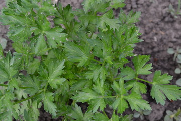 Popular cooking seasoning. Gardening. Home garden, flower bed. Green leaves. Parsley. Petroselinum crispum, biennial herb