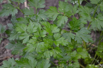 Popular cooking seasoning. Gardening. Home garden, flower bed. Green. Parsley. Petroselinum crispum, biennial herb