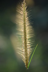  flowers in the garden