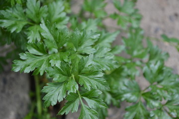 Popular cooking seasoning. Gardening. Home garden, flower bed. House, field. Green leaves, bushes. Parsley. Petroselinum crispum, biennial herb