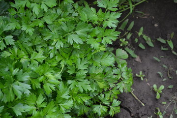 Popular cooking seasoning. Parsley. Petroselinum crispum, biennial herb. Gardening. Green