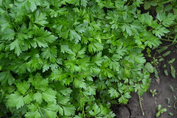 Popular cooking seasoning. Parsley. Petroselinum crispum, biennial herb. Gardening. Home garden, bed. Green leaves, bushes