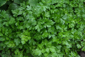 Popular cooking seasoning. Parsley. Petroselinum crispum, biennial herb. Gardening. Home garden, flower bed. House. Green leaves, bushes