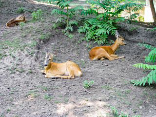 A Small Group Of European Roe Deer Rest Peacefully In A Clearing