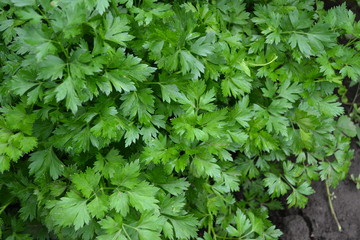 Popular cooking seasoning. Parsley. Petroselinum crispum, biennial herb. Gardening. Home. Green leaves, bushes