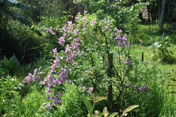  flowers in the garden