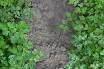 Natural. Home garden, bed. Parsley. Petroselinum crispum, biennial herb. Popular cooking seasoning