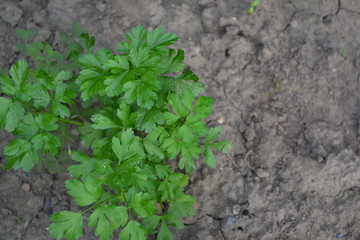 Natural. Home garden, flower bed. Gardening. Parsley. Petroselinum crispum, biennial herb. Popular cooking seasoning
