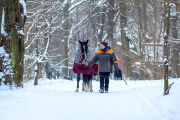 German horse and happy woman on a background of snowy winter forest