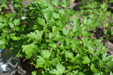 Parsley. Gardening. Home garden, flower bed. House, field. Green leaves, bushes. Petroselinum crispum, biennial herb. Popular cooking seasoning