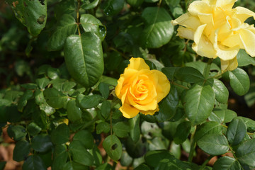  flowers in the garden