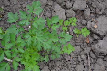 Gardening Home plants, products. Natural. Parsley. Petroselinum crispum. Popular cooking seasoning
