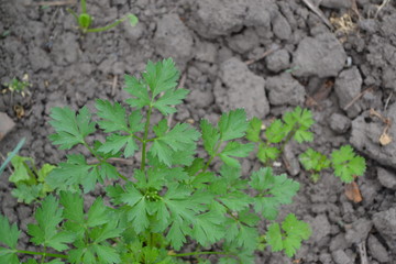Gardening Home. Natural. Parsley. Petroselinum crispum. Popular cooking seasoning