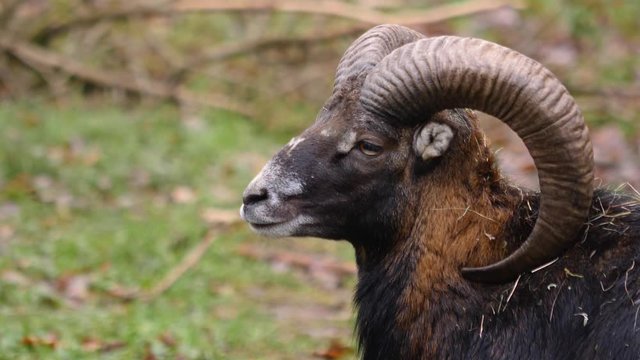 Close up of Mouflon, ram head turning to the back on sunny day in Autumn