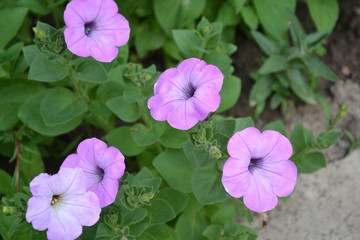Herbaceous or semi-shrub perennial plant of the family Solanaceae. Gardening. Home garden, flower bed. Green leaves, bushes. Petunia flower. Blooming petunia hybrid