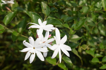  flowers in the garden